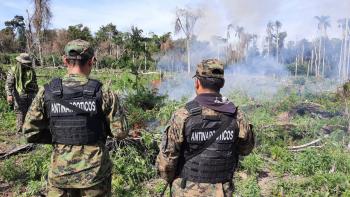 Destruyen 20 hectáreas de marihuana en Caazapá
